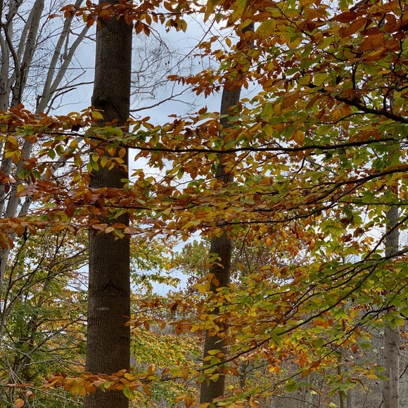 Meet your Posher, Lauren - Picture 1 of 1